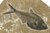 Multiple Fossil Fish (Diplomystus & Knightia) - Wyoming #251853-3